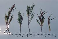 Exobasidium dracophylli image