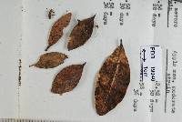 Lanzia berggrenii image