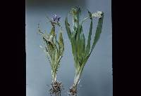 Uromyces muscari image