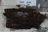 Dictyochaeta vulgaris image