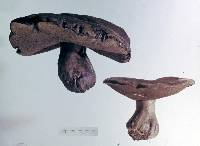 Phlebopus portentosus image