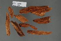 Grandinia australis image