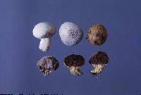 Lycoperdon pratense image