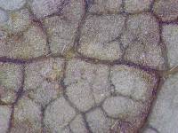 Mycosphaerella aristolochiae image