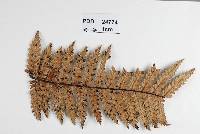 Lauterbachiella dicksoniifolia image