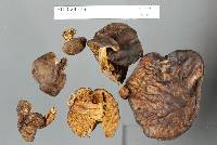 Boletus leptospermi image