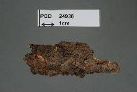 Exidiopsis novae-zelandiae image