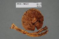 Porphyrellus novae-zelandiae image