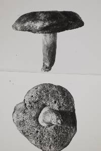 Boletus leptospermi image