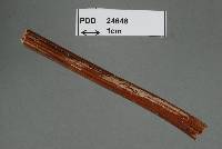 Sebacina pteridicola image