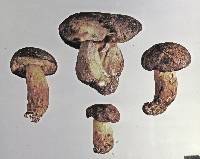 Boletus leptospermi image