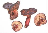 Boletus leptospermi image