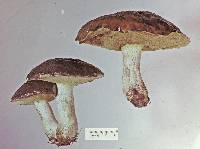 Suillus subacerbus image