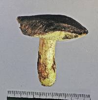 Boletus leptospermi image