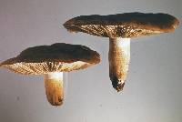 Tricholoma albobrunneum image