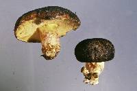 Boletus leptospermi image