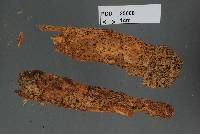 Basidiodendron minutisporum image
