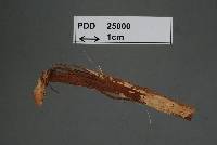 Image of Basidiodendron nikau