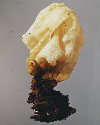 Tremella fuciformis image