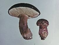 Tylopilus formosus image