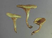 Hygrophoropsis coacta image