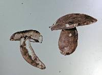 Gyroporus castaneus image