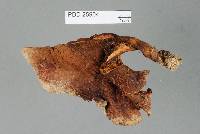 Austropaxillus nothofagi image
