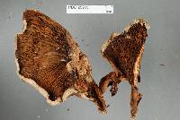 Austropaxillus nothofagi image