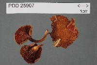 Hygrophoropsis coacta image