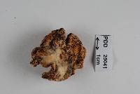 Hypomyces petchii image