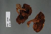 Xerocomus nothofagi image