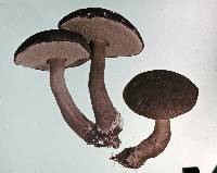 Tylopilus formosus image