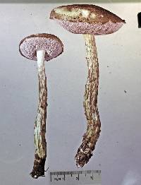 Porphyrellus novae-zelandiae image