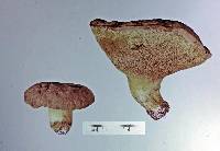 Boletus rawlingsii image