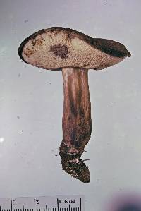 Porphyrellus brunneus image