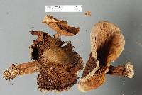 Austropaxillus nothofagi image
