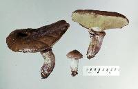 Suillus luteus image