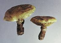 Suillus grevillei image