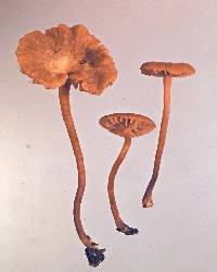 Laccaria glabripes image