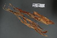 Basidiodendron nikau image