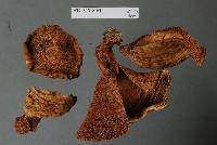 Boletus rawlingsii image