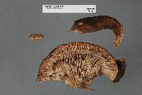 Lactarius novae-zelandiae image