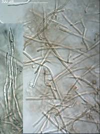 Russula tricholomopsis image