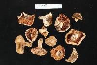 Russula papakaiensis image