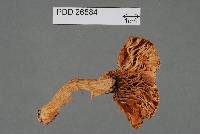 Russula albolutescens image