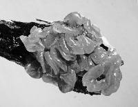 Tremella tawa image