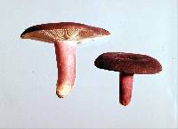 Russula aucklandica image