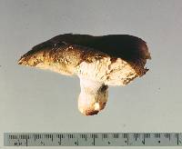 Russula vinaceocuticulata image