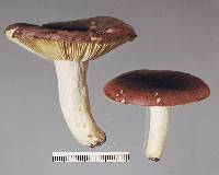 Russula subvinosa image