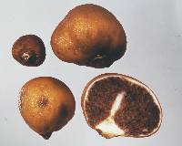 Cortinarius peraurantiacus image